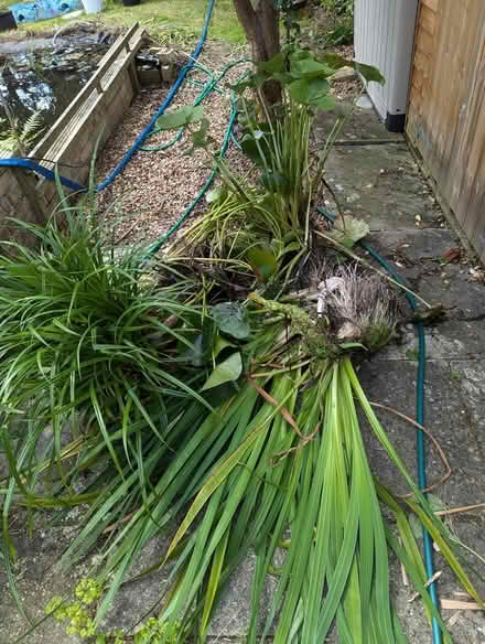 Photo of free pond plants (Histon CB24) #1