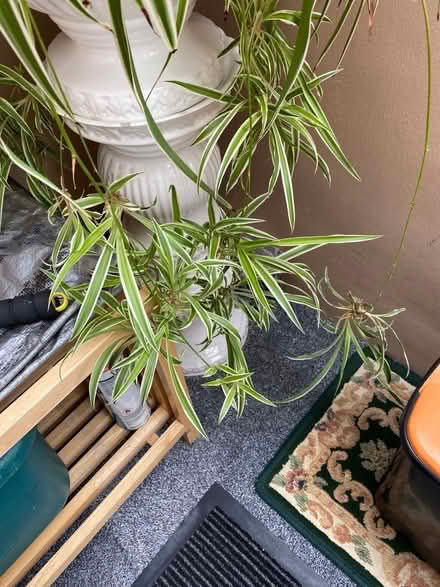 Photo of free Baby spider plants (Hildenborough TN11) #1
