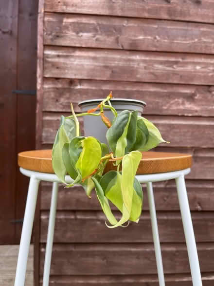 Photo of free Plants selection (RH12) #3