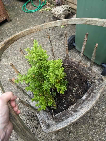 Photo of free Planter Chair for Repair (Market Harbourough) #2