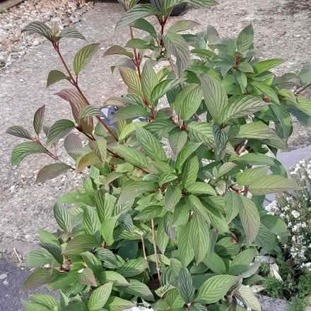 Photo of free Verbana plant. (Waterlooville PO8) #2