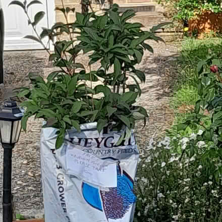 Photo of free Verbana plant. (Waterlooville PO8) #1