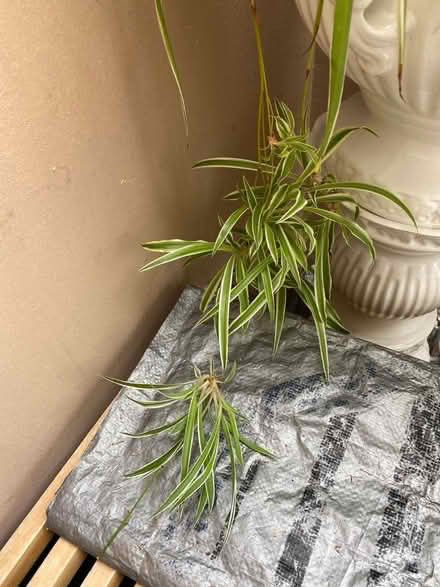 Photo of free Baby spider plants (Hildenborough TN11) #2