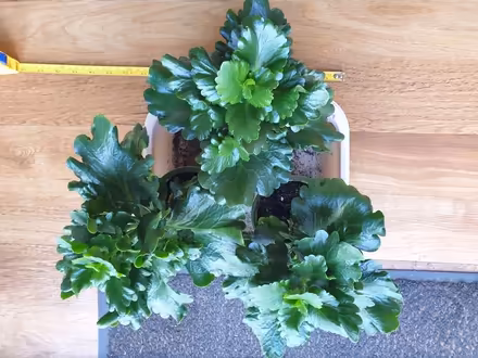Photo of free Kalanchoes grown from cuttings (Trowbridge BA14) #2