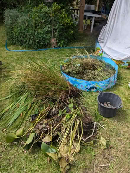 Photo of free pond plants (Histon CB24) #2