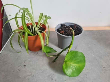 Photo of free Rooted cuttings (Hornsey/Crouch End N8) #1