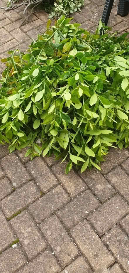 Photo of free Bay leaves (Craiglockhart EH14) #1