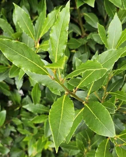 Photo of free BAY TREE - Fresh leaves, branches and d.i.y. cuttings. (Henleaze BS9) #1