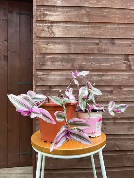 Photo of free Plants selection (RH12) #2