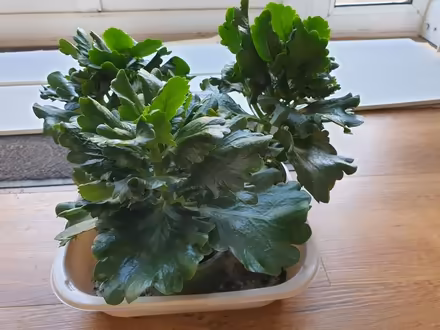 Photo of free Kalanchoes grown from cuttings (Trowbridge BA14) #1