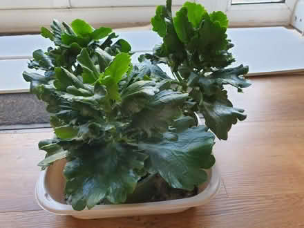 Photo of free Kalanchoes grown from cuttings (Trowbridge BA14) #1