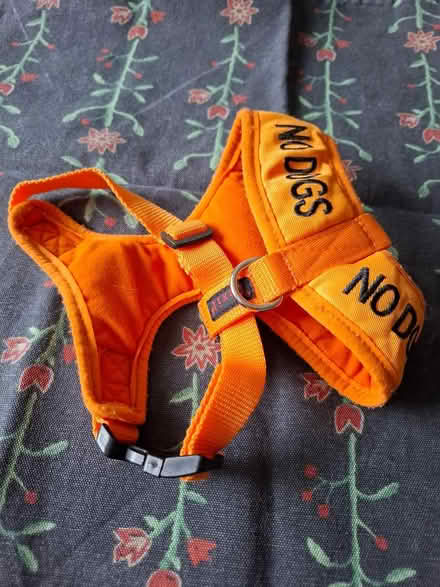 Photo of free Cat harness (Wrose Bradford BD2) #1