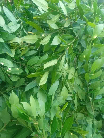 Photo of free Bay leaves (Lea Cross SY5) #1