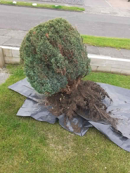 Photo of free Bush (The Fens TS25) #1