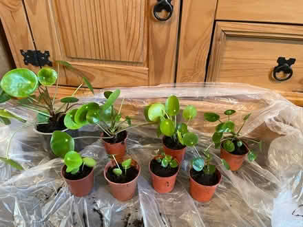 Photo of free Chinese money plants to offer (Hampton Vale, Peterborough) #3