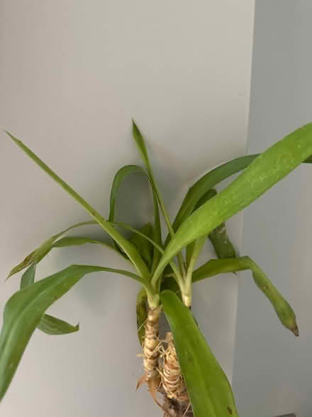 Photo of free Yukka plant (Sheffield) #3