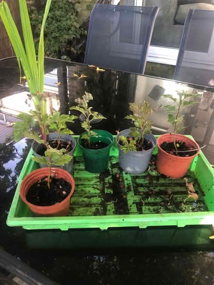 Photo of free Hawthorn Tree Saplings (Hangleton BN3) #1