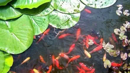 Photo of to reduce goldfish numbers (Woodley RG5) #1