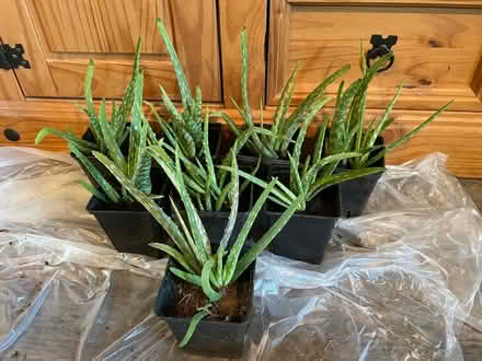 Photo of free Only 3 left aloe Vera plants (Hampton Vale, Peterborough) #2