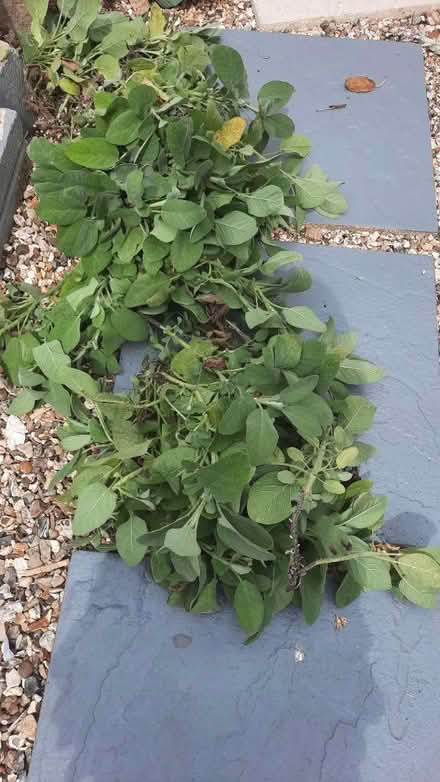 Photo of free Rosmarry and sage trimmings (Rose Hill OX4) #2