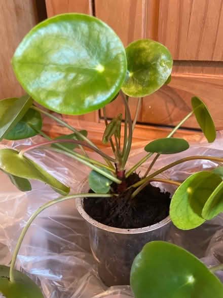 Photo of free Chinese money plants to offer (Hampton Vale, Peterborough) #2
