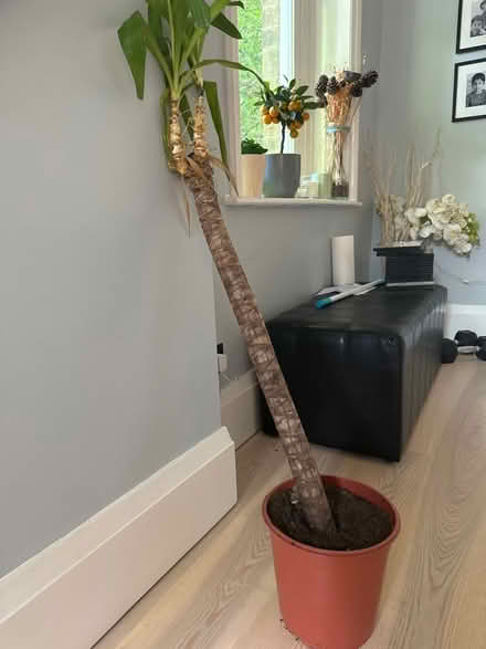 Photo of free Yukka plant (Sheffield) #2