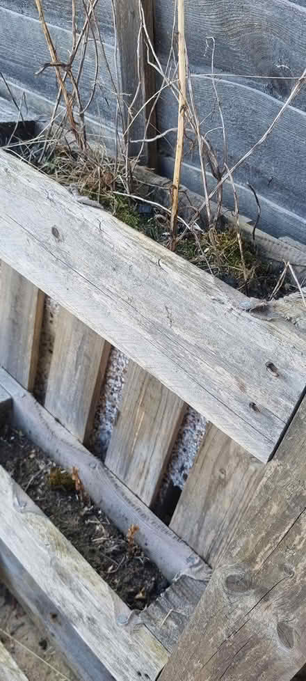 Photo of free wooden pallet (PO18) #2