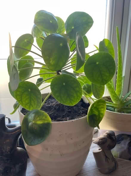 Photo of free Chinese money plants to offer (Hampton Vale, Peterborough) #4