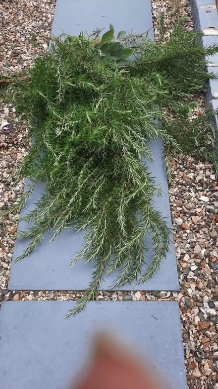 Photo of free Rosmarry and sage trimmings (Rose Hill OX4) #1