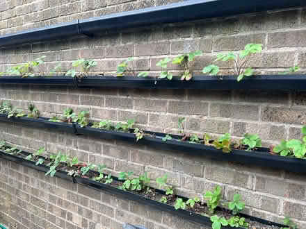 Photo of free Guttering (Idle) #2
