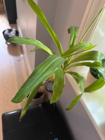 Photo of free Yukka plant (Sheffield) #1