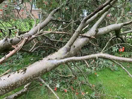 Photo of free Wood from tree truck / branches (Leicester, LE2) #3