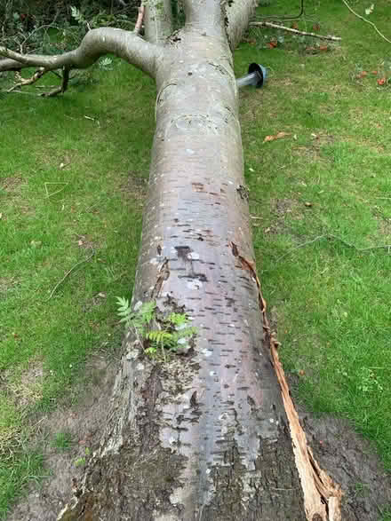 Photo of free Wood from tree truck / branches (Leicester, LE2) #1