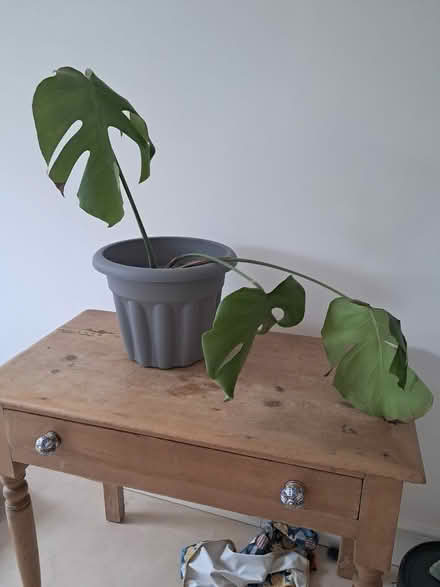 Photo of free Swiss cheese plant in need of tlc (Oldfield Park) #1