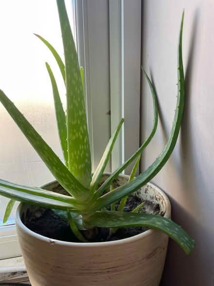 Photo of free Only 3 left aloe Vera plants (Hampton Vale, Peterborough) #1