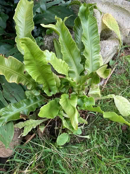 Photo of free Garden fern (Smallwood B98) #1