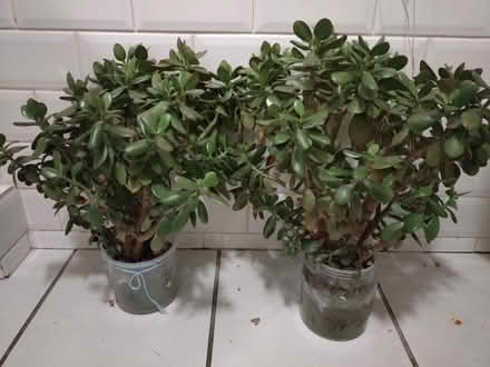 Photo of free One or two succulent plants (Wavertree L18) #1