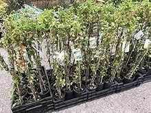 Photo of Mile A Minute Russian Vine (CT11) #1
