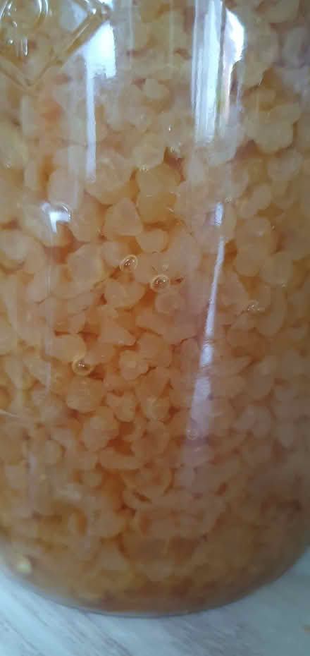 Photo of free Water Kefir Grains (Bridlington YO16) #1