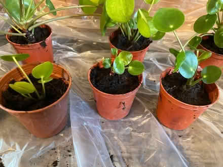 Photo of free Chinese money plants to offer (Hampton Vale, Peterborough) #1