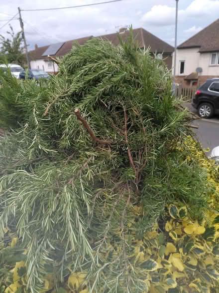 Photo of free Pile of freshly cut Rosemary (Northchurch HP4) #1