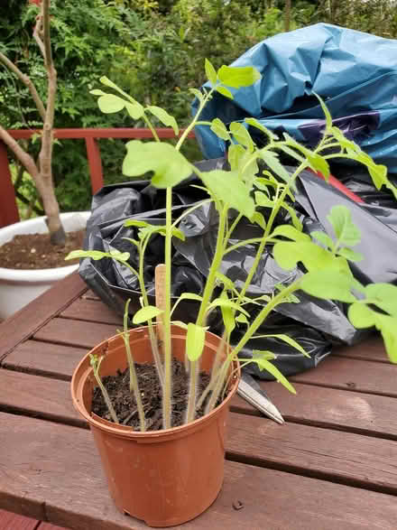 Photo of free Tomato plants (Plumstead, SE18) #1