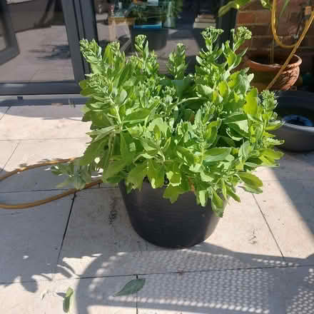 Photo of free Sedum (Lewes BN7) #1