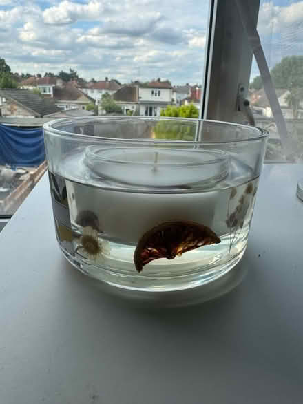 Photo of free Candle (BR6) #2