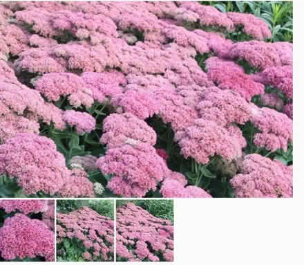 Photo of free Sedum (Lewes BN7) #2
