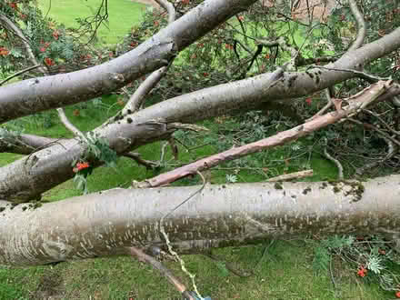 Photo of free Wood from tree truck / branches (Leicester, LE2) #4