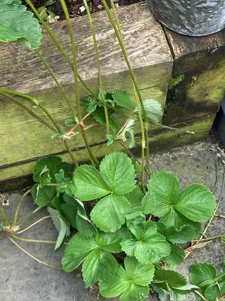 Photo of free Strawberry runners (Beckenham BR3) #1