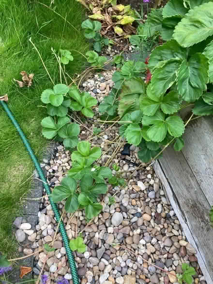 Photo of free Strawberry Runners (Bilton CV22) #1