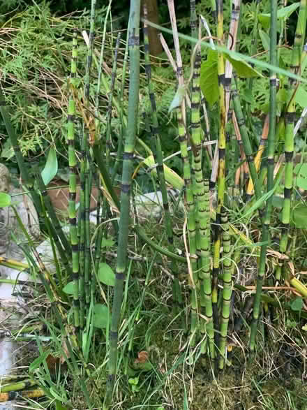 Photo of free Horsetail Marginal for Pond (Southwick BN42) #1