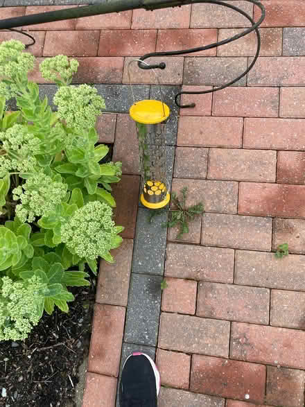 Photo of free Bird feeder (Tavistock) #2